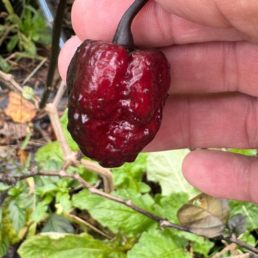 Jay's Pink x Leopard Reaper - Seeds - The Pepper Pantry (Formerly Marie Sharp's)